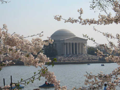 Thomas Jefferson Memorial Framed by Cherry Blossoms